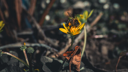 flowers in the garden