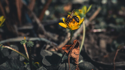 flowers in the garden