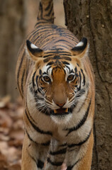 Bengal Tiger in the Jungles of India 