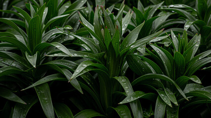 close up of green leaves