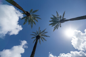 Three palm tree against the backdrop of the sunlight in blue sky