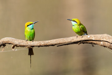 Bee Eaters in the Jungles of India 