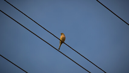high voltage wires bird