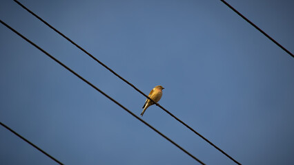 high voltage wires bird