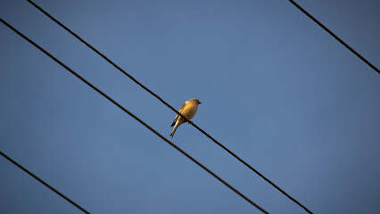 high voltage wires bird