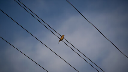 high voltage wires bird