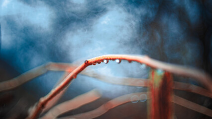 grass with dew drops