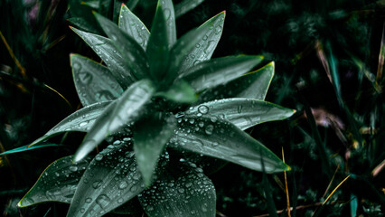 green grass with dew drops