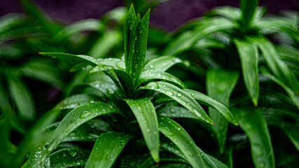 green grass with dew drops
