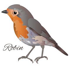 Robin   bird songbird on a white background wattercolor vintage vector illustration editable hand drawn