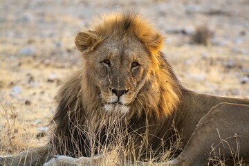 A dominant male lion stands tall, his mane glowing in the sunlight – the undisputed ruler of the savanna, exuding raw power and authority. Dominant Male Lion Guarding Territory – Animal of Africa
