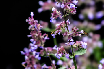 close up of lilac flowers