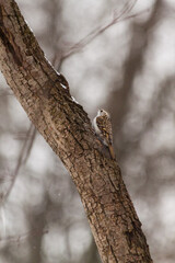 Obraz premium A beautiful small nimble brown bird, a certhia familiaris, with a graceful curved beak, sitting on a tree trunk and practically merging with it, looking out for insects in the park in winter.