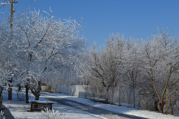 snow covered trees