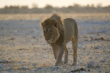 A dominant male lion stands tall, his mane glowing in the sunlight – the undisputed ruler of the savanna, exuding raw power and authority. Animal of Africa