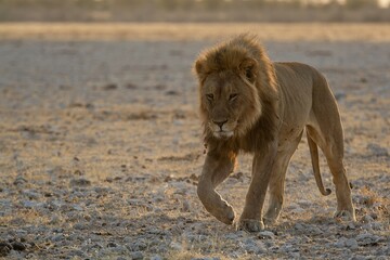 A dominant male lion stands tall, his mane glowing in the sunlight – the undisputed ruler of the savanna, exuding raw power and authority. Animal of Africa