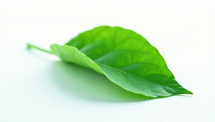 Obraz premium Green leaf isolated on a white background with soft shadows, nature, environment