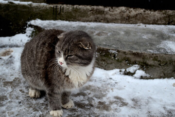 cat in snow