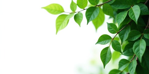 Obraz premium Green leaves Javanese treebine or Grape ivy (Cissus spp) jungle vine hanging plant bush isolated, bush, green