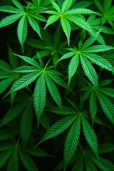 Green marijuana leaves background with various shades of green and intricate vein patterns,  macro,  nature