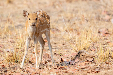 Spotted Deer in the Jungles of India 