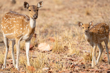 Spotted Deer in the Jungles of India 