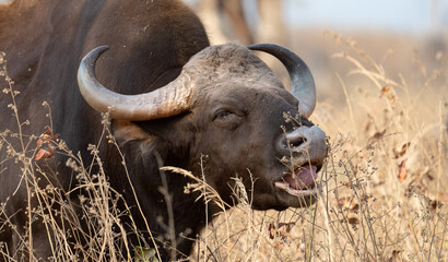 Indian Gaur in the Jungles of India