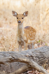 Spotted Deer in the Jungles of India 