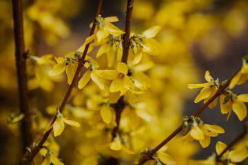 Closeup of yellow forsythia flowers on a branch in spring in the garden