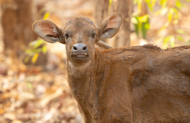 Indian Gaur in the Jungles of India