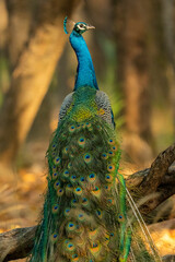 Fototapeta premium Wild Peacock in the Jungles of India 