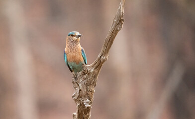 Indian Roller Perched 