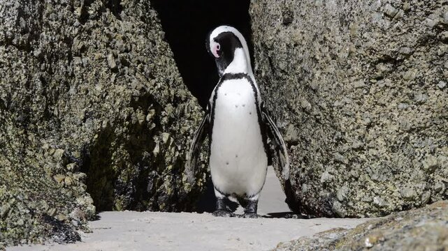 One little African penguin on sandy beach hiding between rocks. Spheniscus demersus or jackass penguin. Colony on Boulders Beach Nature Reserve in Simon's Town in South Africa. Wildlife nature birds