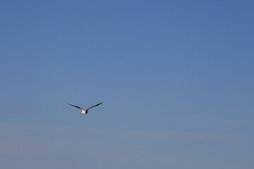 Pelecanoides Lacepede, genus of seabirds of the family Procellariidae, Svalbard