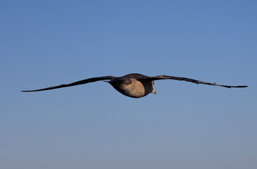 Pelecanoides Lacepede, genus of seabirds of the family Procellariidae, Svalbard