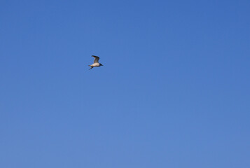 Pelecanoides Lacepede, genus of seabirds of the family Procellariidae, Svalbard