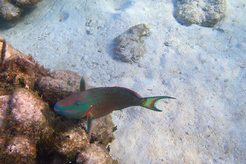 Rainbow Parrot Fish in the reefs of Caye Caulker, Belize