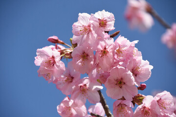 河津桜