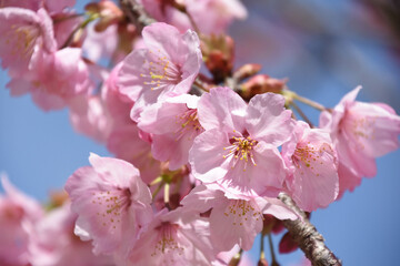 河津桜