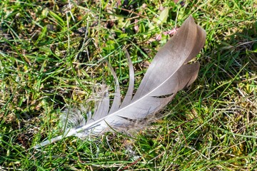 What you find at the beach