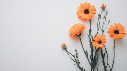 Orange gerber, white background. Generative AI