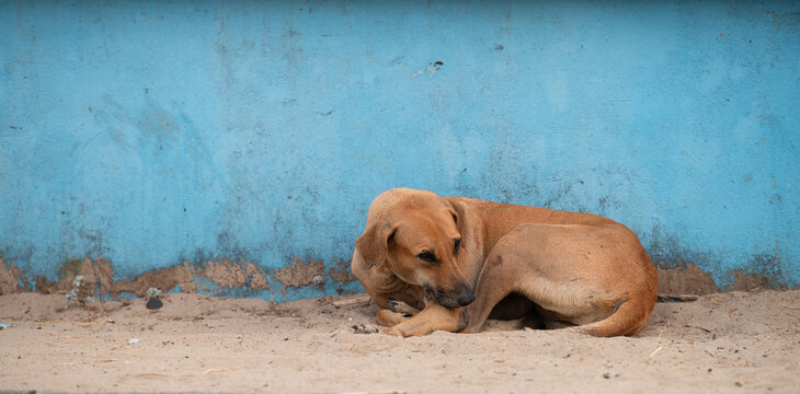 Homeless street dog on the road of Goa, India, abandoned and unhappy, stray pet, indian pariah dogs