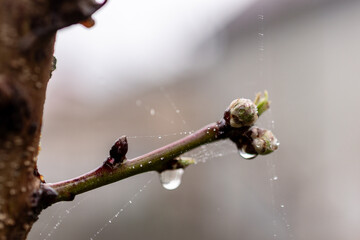 Close-up of peach buds on a slender branch. The buds are swollen and almost ready to bloom, covered...