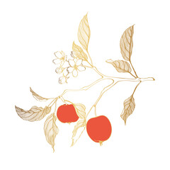 Golden line apple branch. Blooming branch of sakura apple tree.