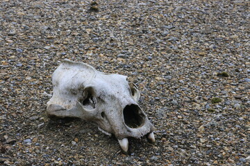 Polar bear skulls on Torellneset beach, Svalbard © Stefano