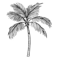 Fototapeta premium A vector detailed illustration of a palm tree with long, slender trunk and lush, feathery fronds.
