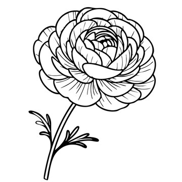 A vector detailed line drawing of a flower with layered petals and a long stem, featuring leaves at the base.