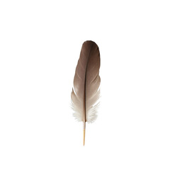 Single brown and white feather, isolated on white background. 