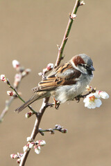 Moineau et fleurs d'amandier