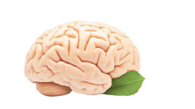 Brain Illustration With Green Leaf Showing Human Mind On Transparent Background